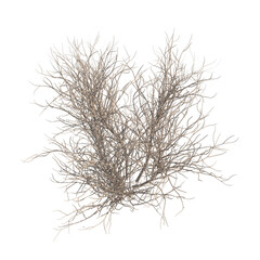 Fototapeta premium Lilac bare bush top view isolated transparent background photo realistic 3d rendering PNG 16 bit with alpha channel 