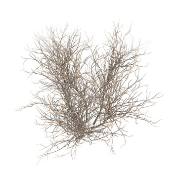Lilac bare bush top view isolated transparent background photo realistic 3d rendering PNG 16 bit with alpha channel
