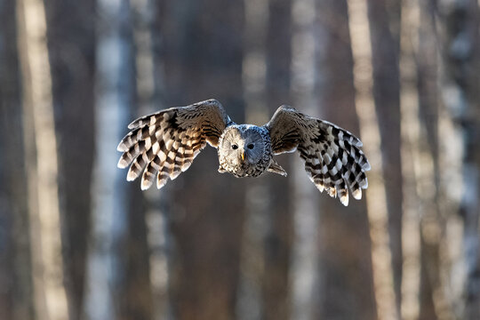 Ural owl in flight with forest background at sunrise