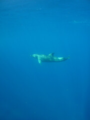 Naklejka premium a dolphin swimming in the caribbean sea
