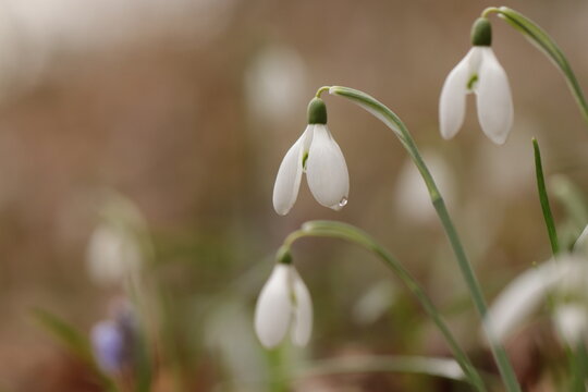 fiori di bucaneve nel bosco