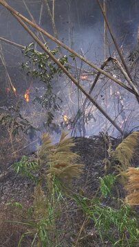Tropical Wildfire Close-up Dolly Shot Burning Dry Leaves on Forest Floor.