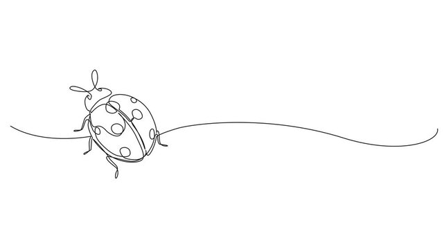 animated continuous line drawing of a ladybug, line art animation