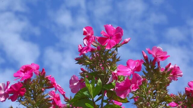 Bright pink oleander flowers in full bloom with green leaves sway gently against blue cloudy sky on sunny summer day, camera slowly pans upward revealing the entire flowering bush.