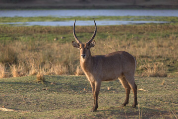 Obraz premium Male Waterbuck (Kobus ellipsiprymnus). Taken in Kruger National Park, South Africa.