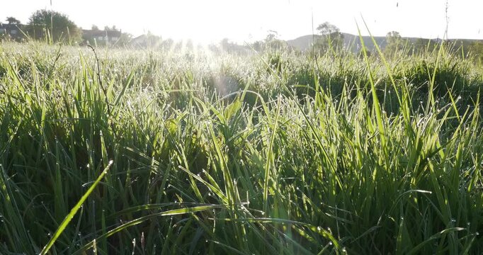 4K video of bright morning sunburst over a dewy green spring meadow.
