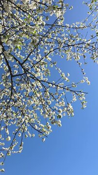 White cherry blossom branches stretching across a clear blue sky. Static shot. Vertical video.