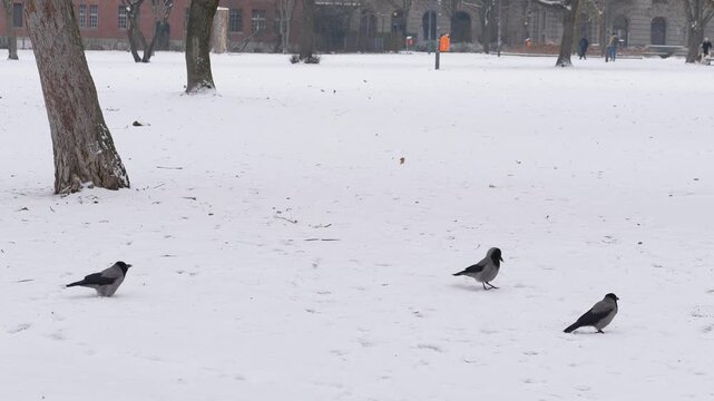 Crows in snowed public park in Berlin city center