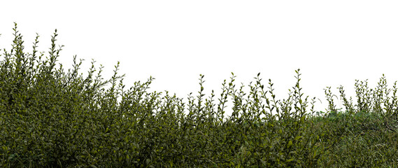 Obraz premium Bushes are thriving in a rural location with a simple white background. This scene shows greenery during the day. plants appear healthy and vibrant. 3d render