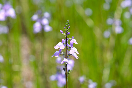 マツバウンラン（toadflax）・春の野草