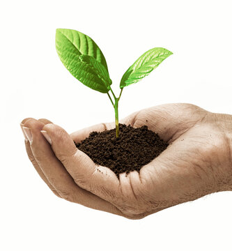 Young plant is held protectively in hands