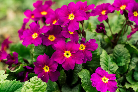 Close-up of bright magenta primrose flowers with yellow centers surrounded by lush green leaves, growing in a spring garden environment.
