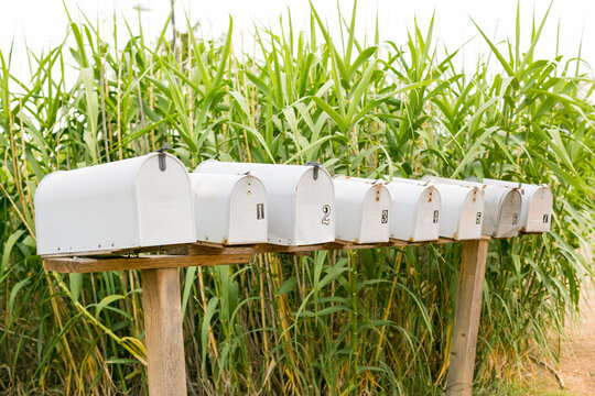 Rural mailboxes in tall stalks of grass
