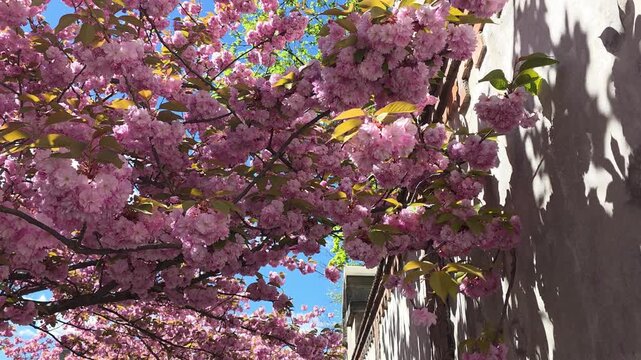 Close up of pink cherry blossom clusters blooming on a tree against a clear blue sky and a stone wall. Static shot.