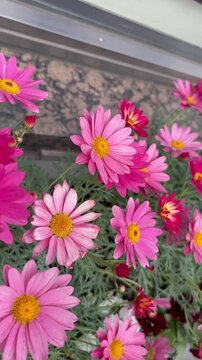 Flip over shot of pink and red marguerites