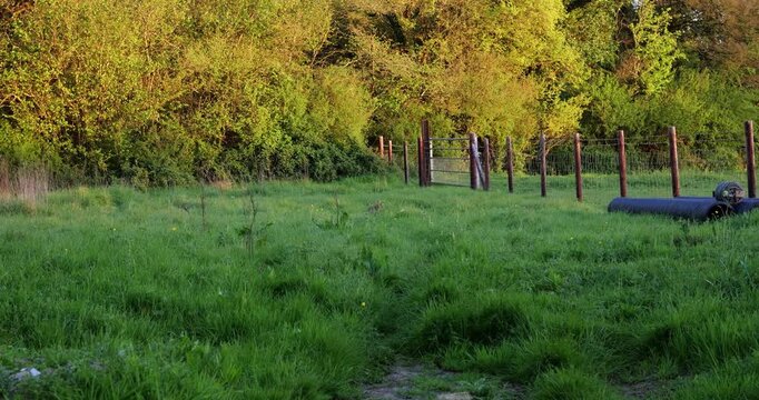 4K video of wild hare running across a lush green spring meadow.