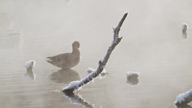 朝靄の中羽繕いするヒドリガモ雌 (音声あり)