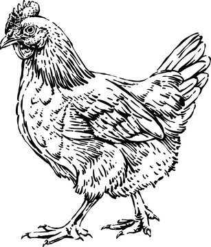 Farm Chicken Vintage Black and White Engraving Illustration