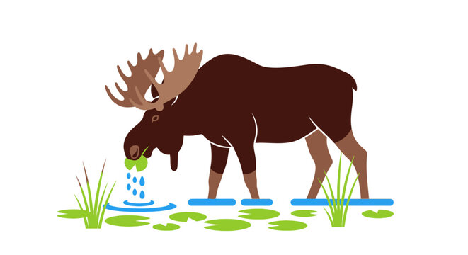 Majestic moose drinking water from a pond in the wilderness, illustration.