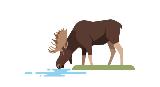 Majestic Moose Drinking Water from a Refreshing Stream in Nature.