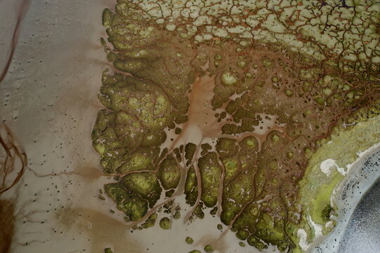 Aerial view of intricate lime green organic patterns embedded in flowing brown liquid, highlighting natural textures, Lochgilphead, Scotland, United Kingdom.