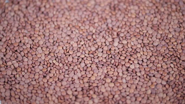 Detailed lentil display with warm tones. Dense pattern of brown lentils with soft focus effect. Natural overhead shot showcasing textured lentil layout suitable for packaging