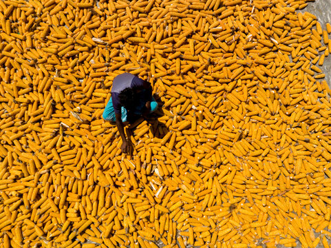 Bogura, Bangladesh - 10 April 2026: Aerial view of a worker amidst a vast, golden spread of drying corn, their dark figure contrasting with the sun-kissed harvest.