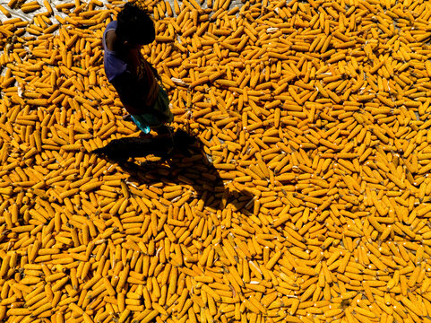 Bogura, Bangladesh - 10 April 2026: Aerial view of a solitary figure on a vast golden expanse of corn, its vibrant yellow contrasting with the deep shadow under the intense sun.