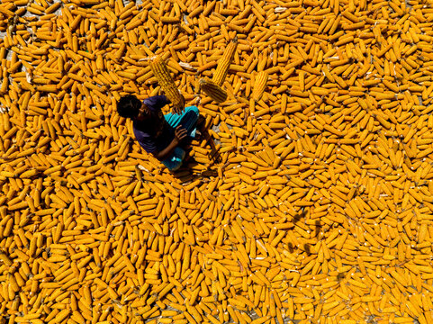 Bogura, Bangladesh - 10 April 2026: Aerial view of a solitary figure meticulously managing the vibrant golden-yellow bounty of countless dried corn cobs.