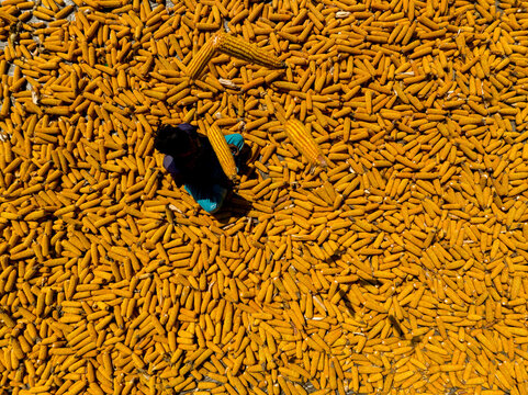 Bogura, Bangladesh - 10 April 2026: Aerial view of a worker amidst a golden sea of vibrant corn cobs, drying under the sun with striking contrast.