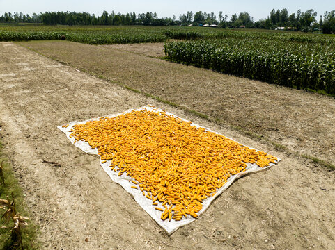 Bogura, Bangladesh - 10 April 2026: Aerial view of vibrant yellow crops drying on a white sheet, contrasting with parched earth and distant green fields.