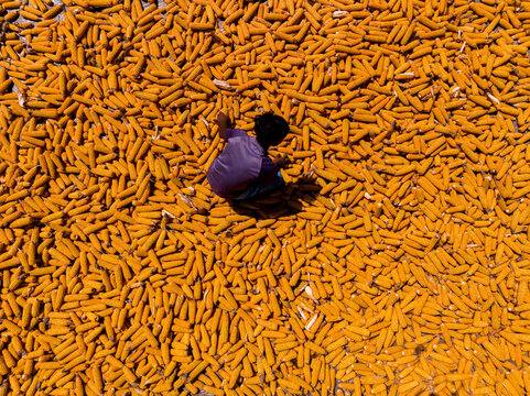 Bogura, Bangladesh - 10 April 2026: Aerial view of a solitary figure amidst a golden sea of drying corn, a vibrant contrast of warm hues and deep shadows.