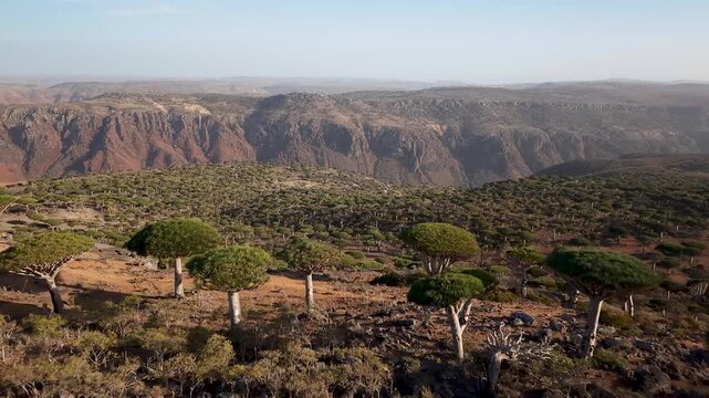 Aerial view of arid plateau and canyon cliffs under clear sky. Firmihin Dragon's Blood Tree Forest, Sokotra Yemen.