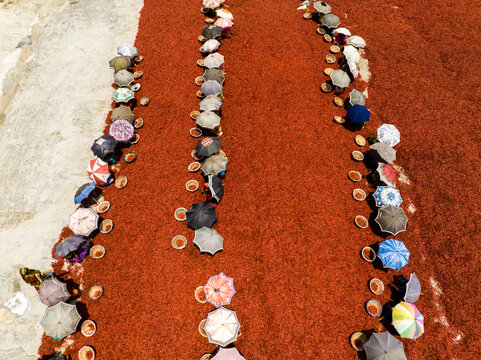 Aerial view of people under colorful umbrellas amidst a vibrant sea of red chili peppers drying under the sun, Sariakandi, Rajshahi Division, Bangladesh.