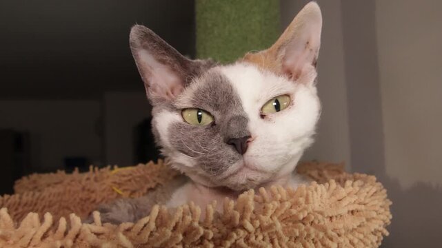 portrait d'un chat Devon Rex
