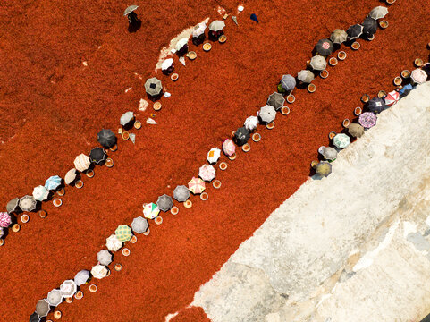 Aerial view of workers under a canopy of colorful umbrellas tending to bright red chili peppers drying under the sun, Sariakandi, Rajshahi Division, Bangladesh.