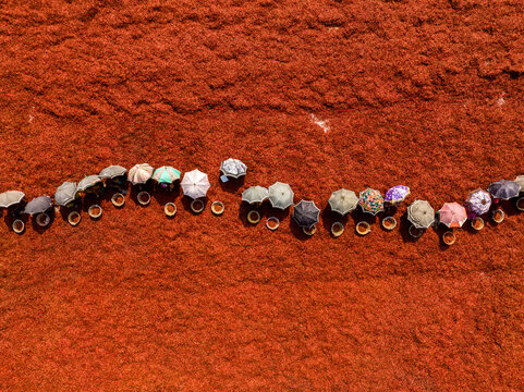Aerial view of colorful umbrellas and baskets forming a winding line across a vast, textured red landscape, Sariakandi, Rajshahi Division, Bangladesh.