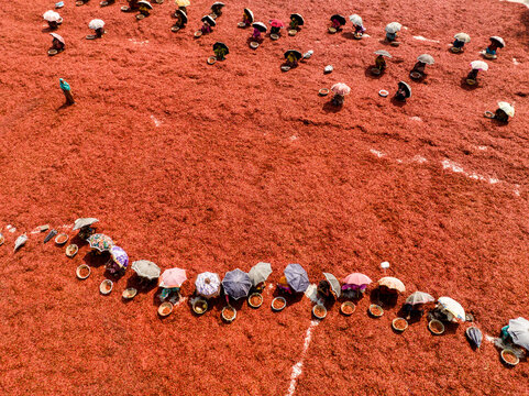 Aerial view of workers with umbrellas tending a vast, fiery red field of drying chili peppers, vibrant harvest, Sariakandi, Rajshahi Division, Bangladesh.