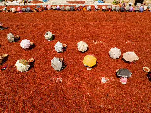 Aerial view of a vast crimson field of drying chilies, workers sheltered by colorful umbrellas, Sariakandi, Rajshahi Division, Bangladesh.