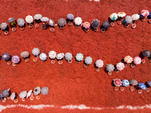 Aerial view of vibrant umbrellas sheltering workers in neat rows across a vast, fiery red field, Sariakandi, Rajshahi Division, Bangladesh.