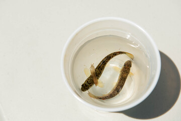  Two small trout rest in a white bowl in a catch and release fishing moment, capturing the tradition of responsible freshwater angling and conservation. © Jeanne Sager Photo