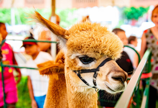 A golden brown alpaca wearing a halter looks toward the camera in a close-up portrait taken at a summer county or state fair, its fluffy distinctive face perfectly at home.