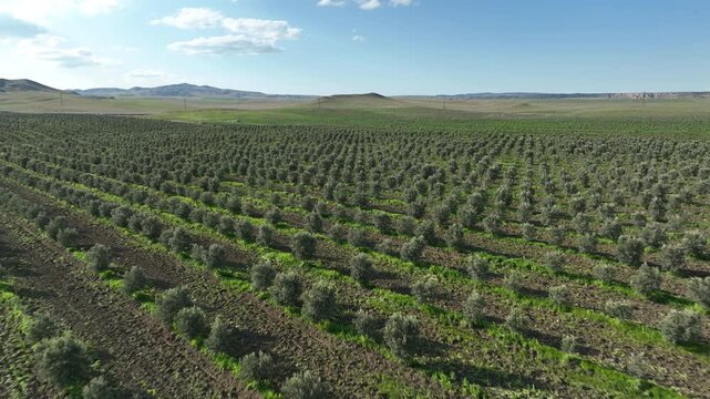 Aerial view of young olive tree plantation rows in Kakheti region, Georgia. Drone flying over green agricultural field under blue cloudy sky at sunny day.