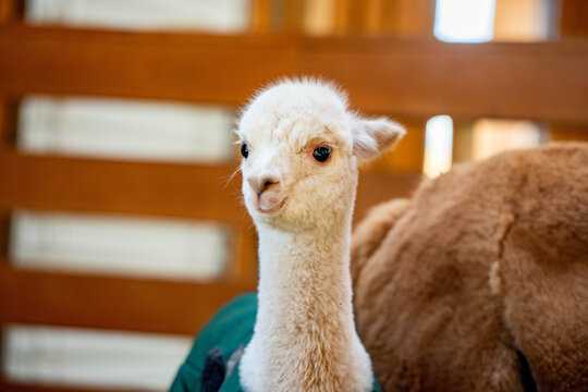 A young white Huacaya alpaca cria with large dark eyes and a soft woolly coat makes a funny face with pursed lips like it's judging the photographer