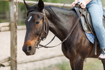 Obraz premium Side view of a dark bay horse head with a bridle, being ridden by a person in blue jeans at an outdoor training area with a wooden fence