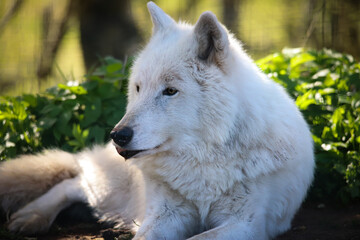 arctic wolf chilling in the sunshine  © James
