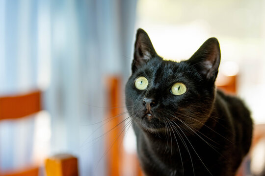 A scared black cat appears spooked, its glowing yellow-green eyes fixed on something just out of frame in a perfect Halloween portrait.