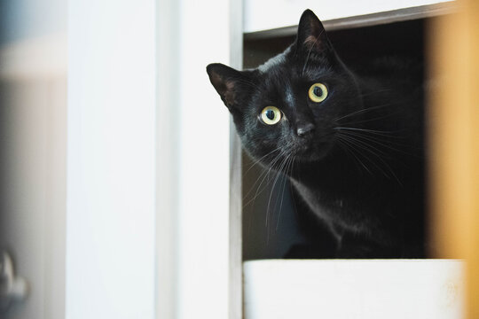 Black cat pokes his head out from a hiding place with a curious expression almost as if he's spying.
