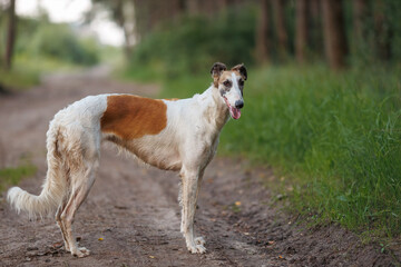 Fototapeta premium A white and ginger borzoi dog standing on a dirt forest path during summer, looking at the camera with tongue out