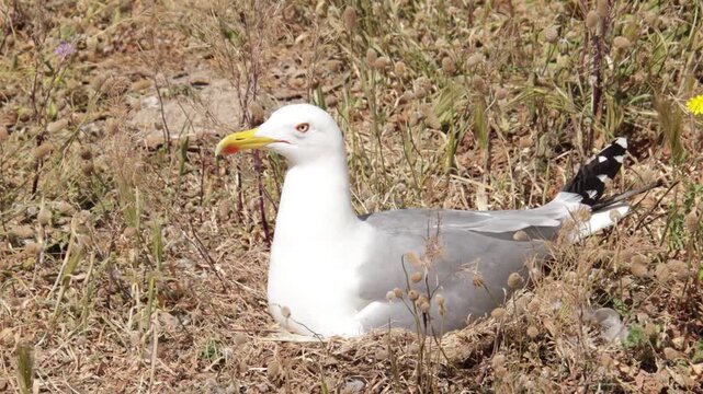Mouette pos&eacute;e dans des herbes s&egrave;ches